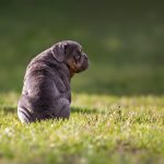 Dog Poop Pickup in Waterford Township, Michigan