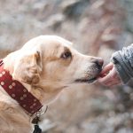 Dog Poop Pickup in Waterford Township, Michigan