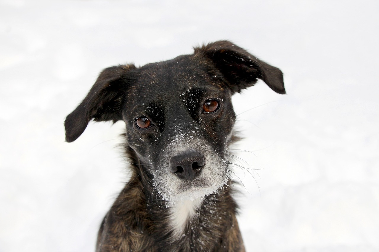 Dog Poop Pickup in Waterford Township, Michigan