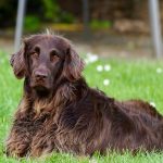 Dog Poop Pickup in Waterford Township, Michigan