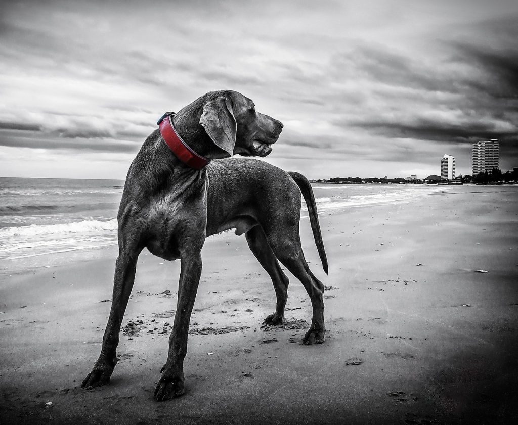 Dog Poop Pickup in Southfield, Michigan